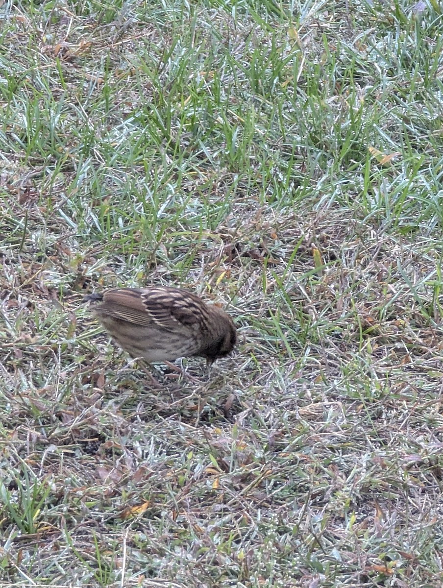 White-throated Sparrow - ML642807427