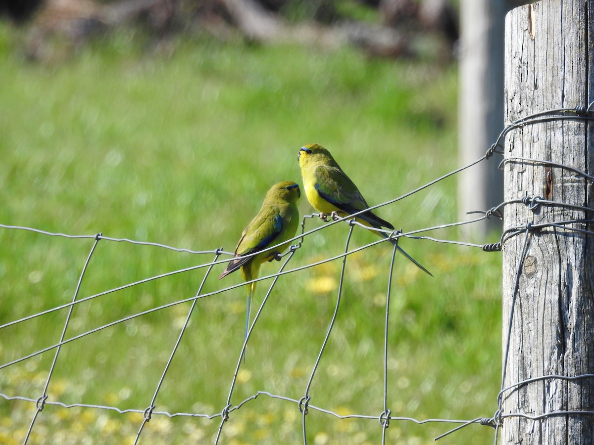 Elegant Parrot - ML642807436