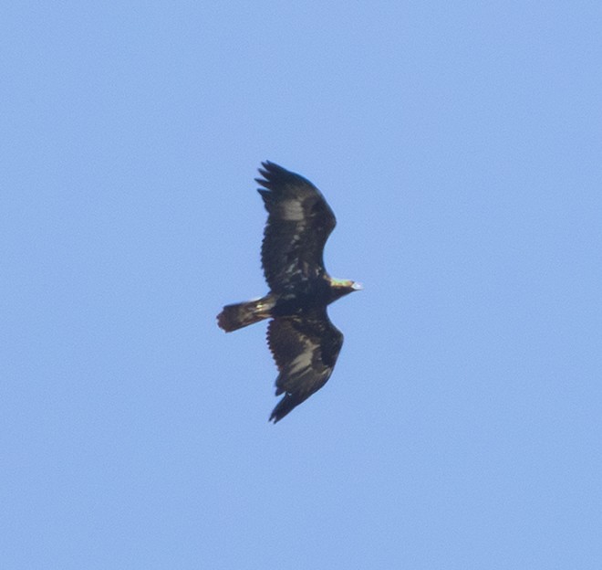 Golden Eagle - ML642807455