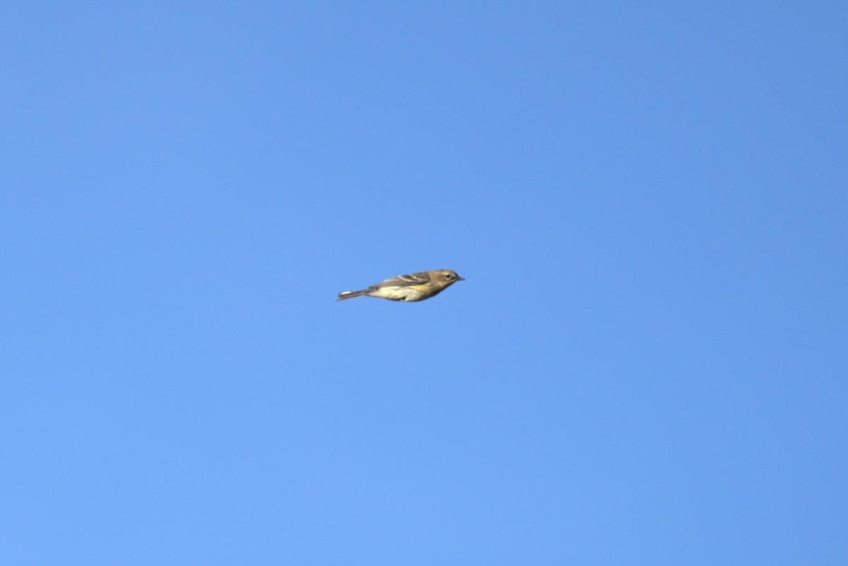 Yellow-rumped Warbler (Myrtle) - ML642807458