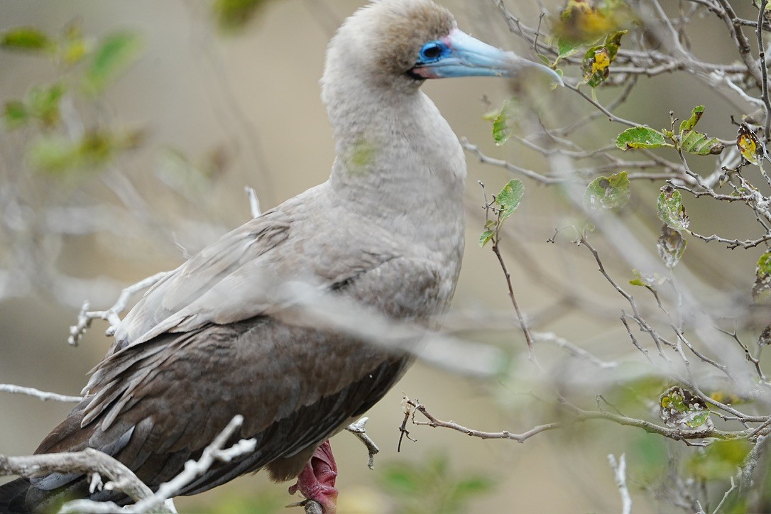 Red-footed Booby (Eastern Pacific) - ML642807470