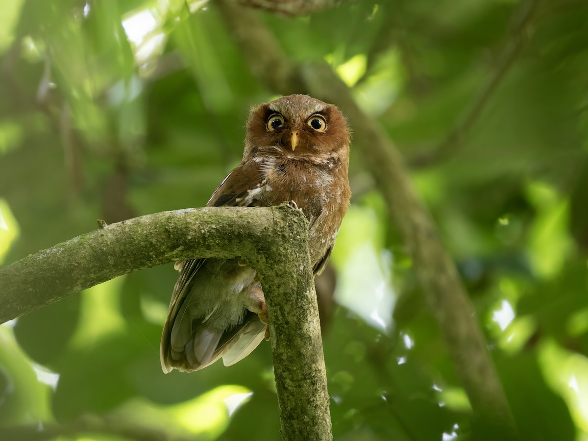 Flores Scops-Owl - ML642807474