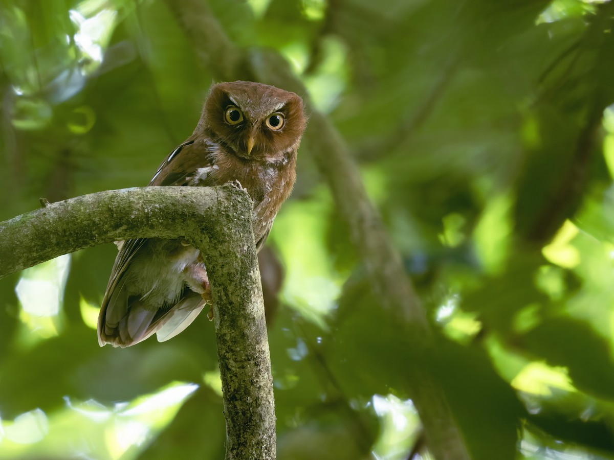 Flores Scops-Owl - ML642807475