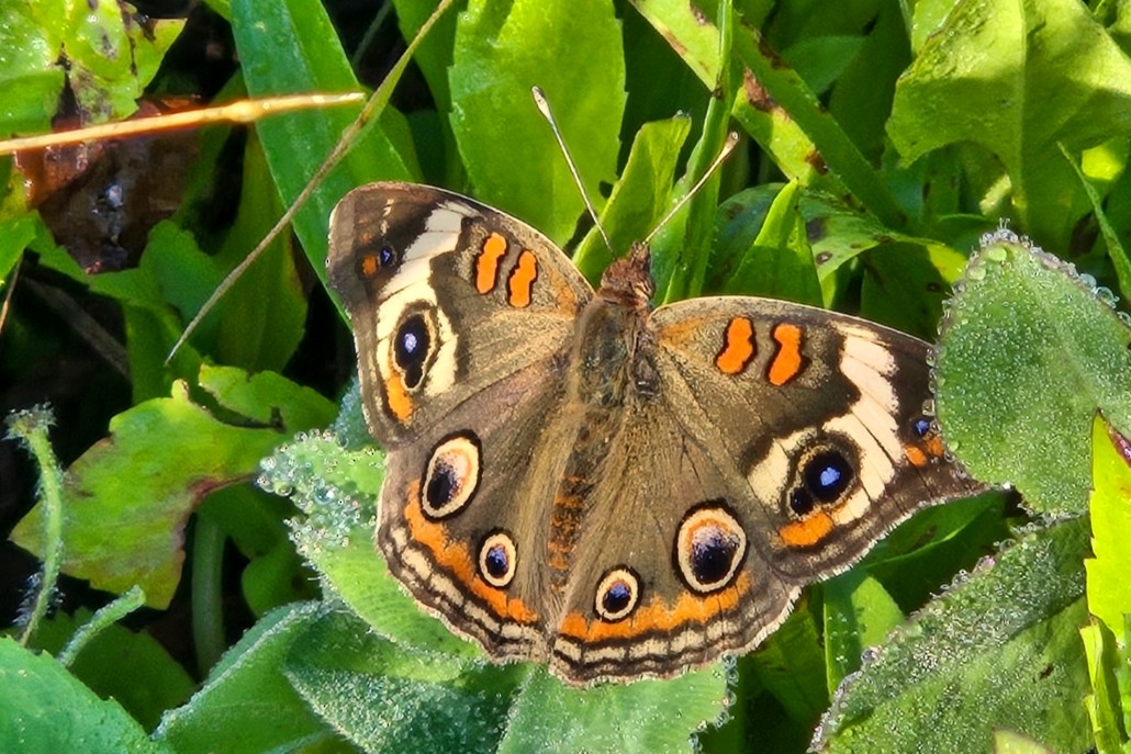Common Buckeye - ML642807479
