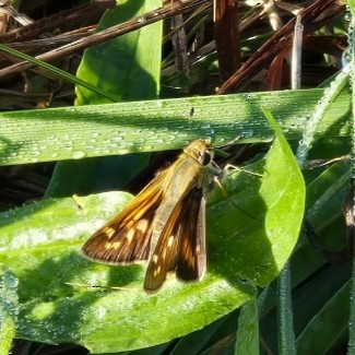 Huron Sachem - ML642807480