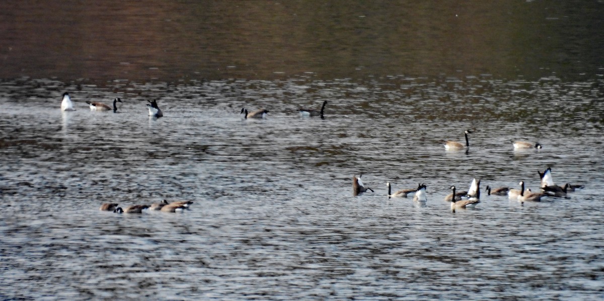 Canada Goose - ML642807485