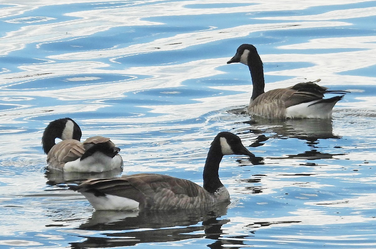 Canada Goose - ML642807489