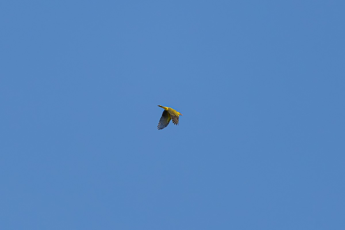 Black-naped Oriole - ML642807491