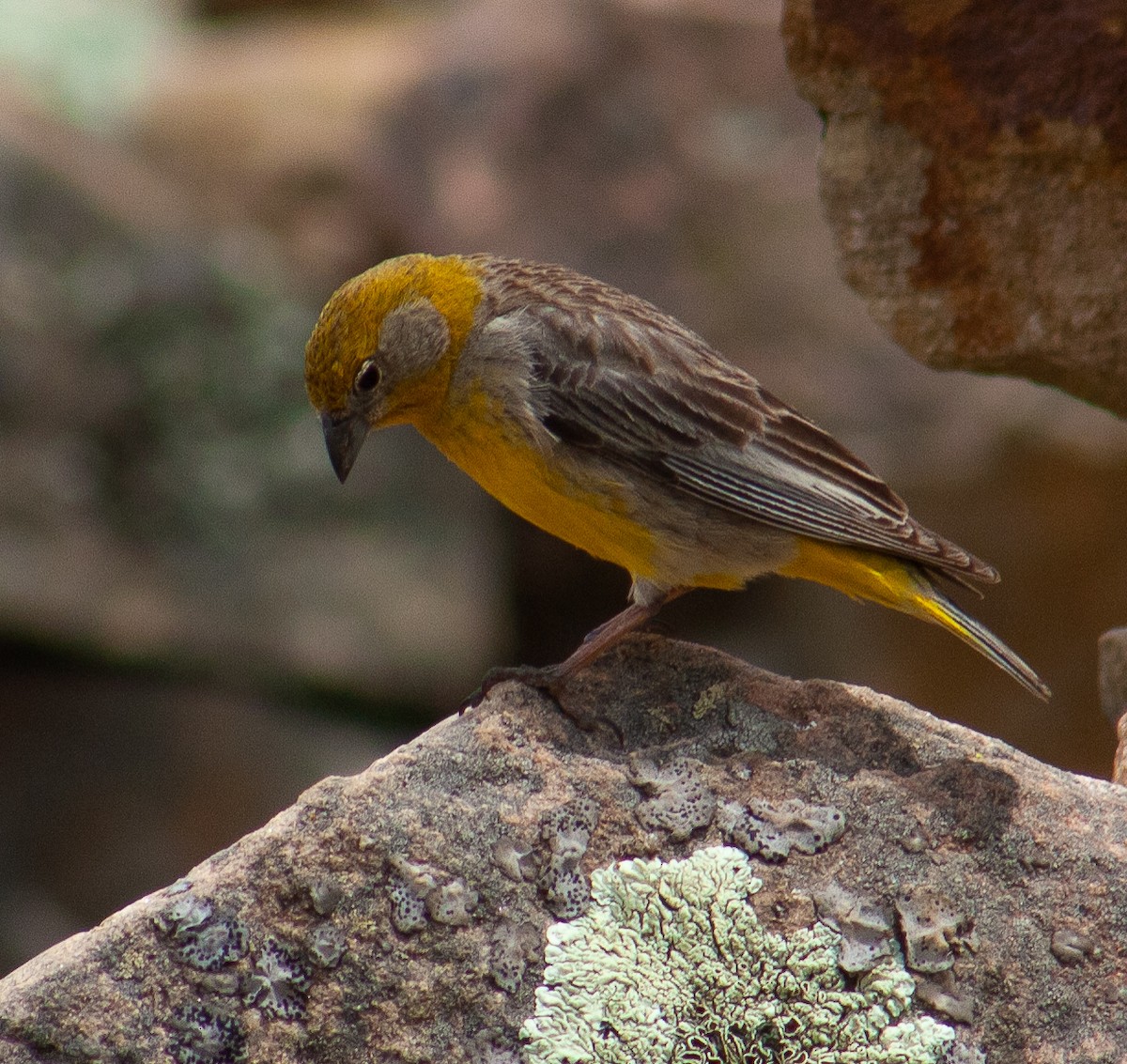 Bright-rumped Yellow-Finch - ML642807497