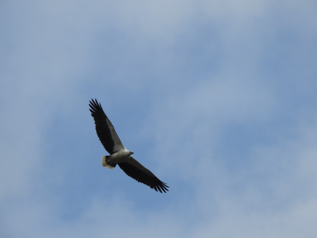 White-bellied Sea-Eagle - ML642807499