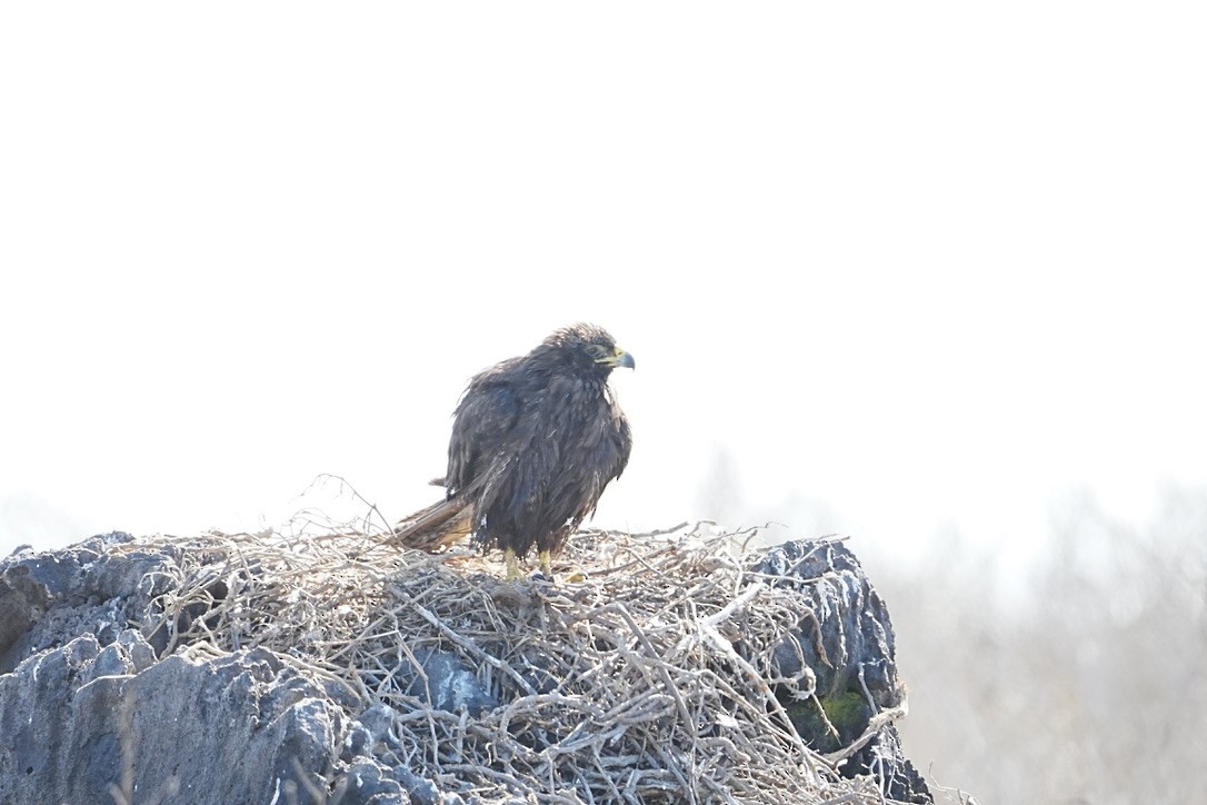 Galapagos Hawk - ML642807500