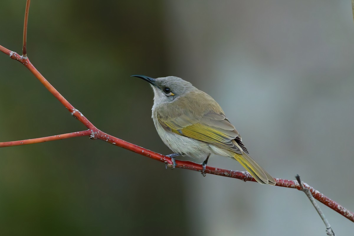 Brown Honeyeater - ML642807514