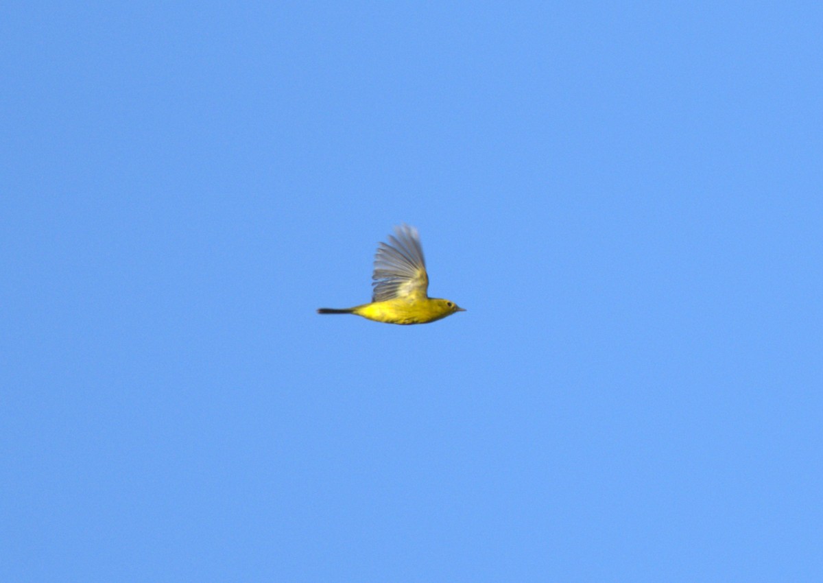 Wilson's Warbler - ML642807525