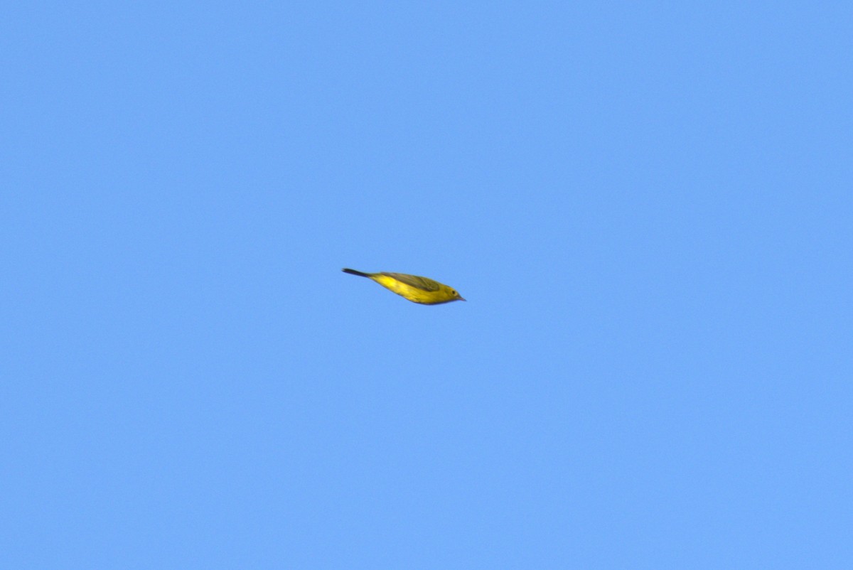 Wilson's Warbler - ML642807526
