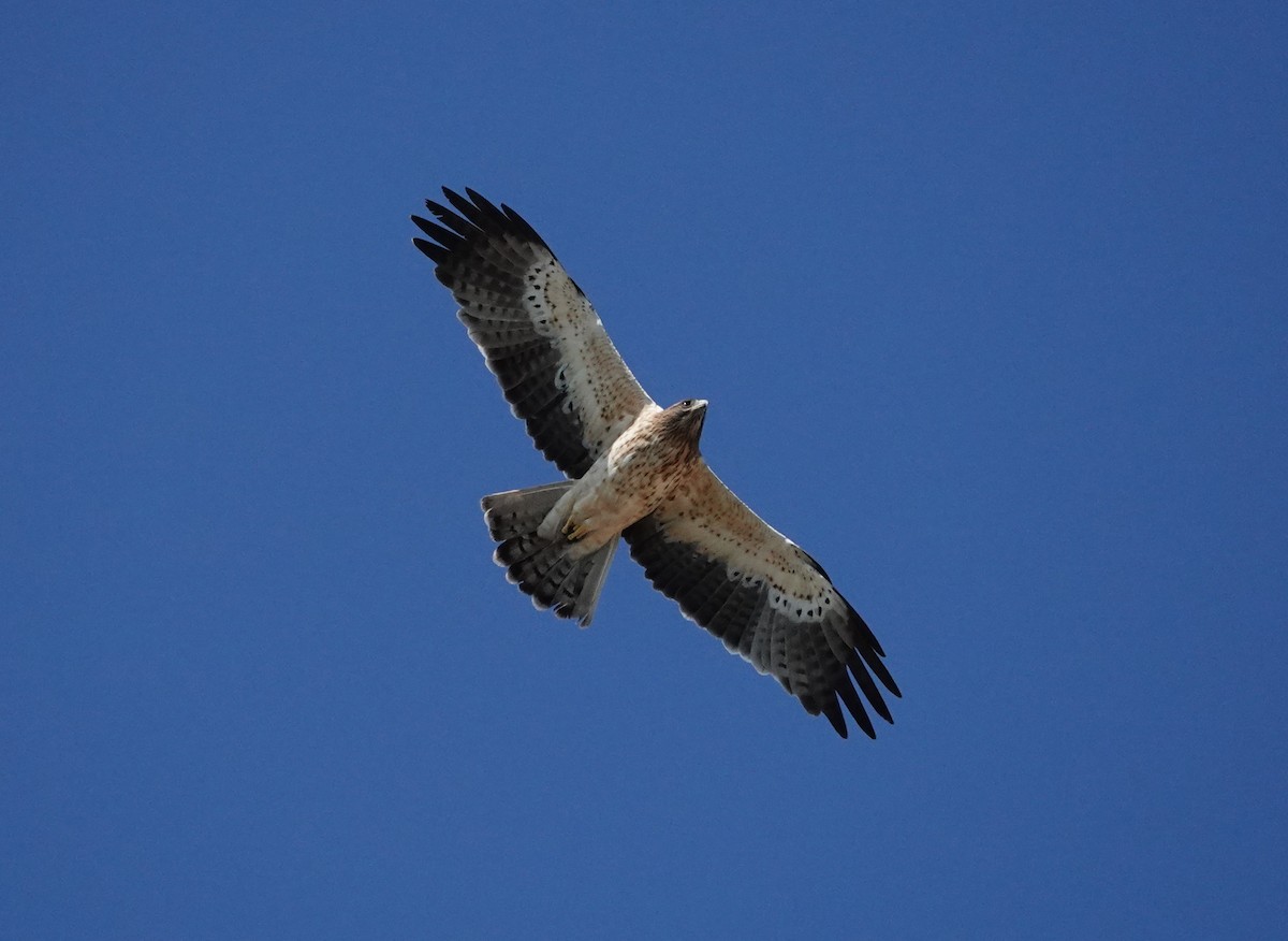 Booted Eagle - ML642807527