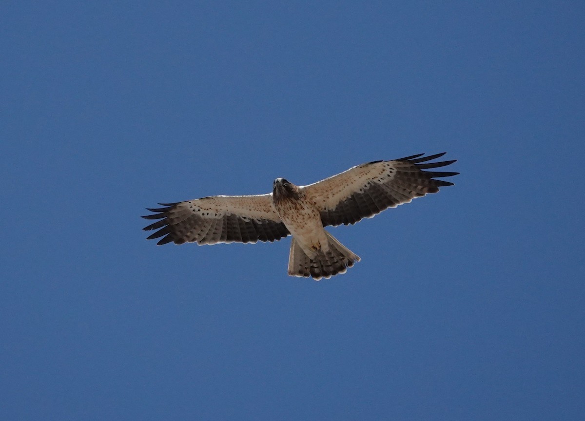Booted Eagle - ML642807529