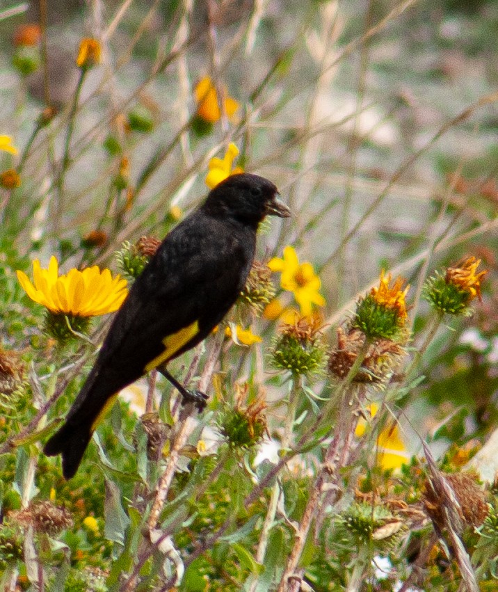 Black Siskin - ML642807532