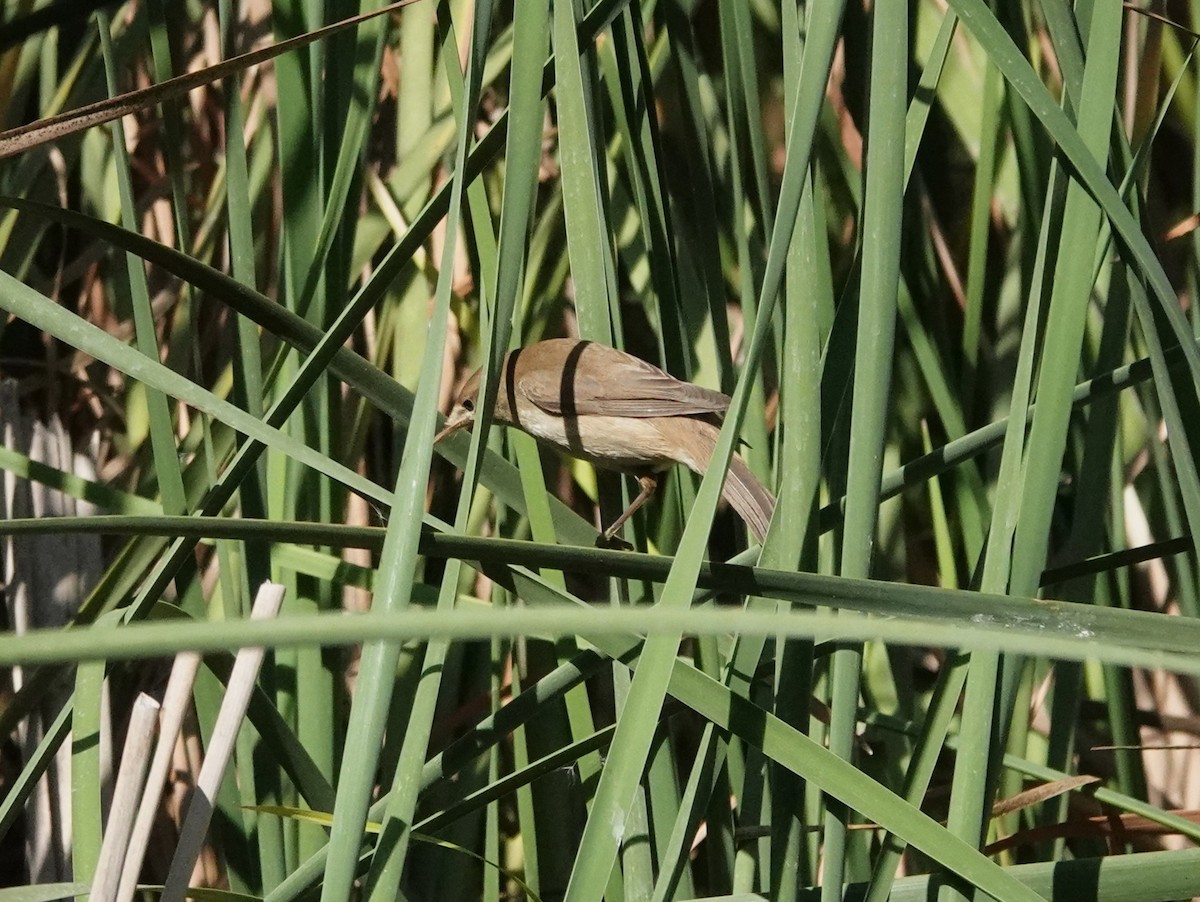 Common Reed Warbler - ML642807533