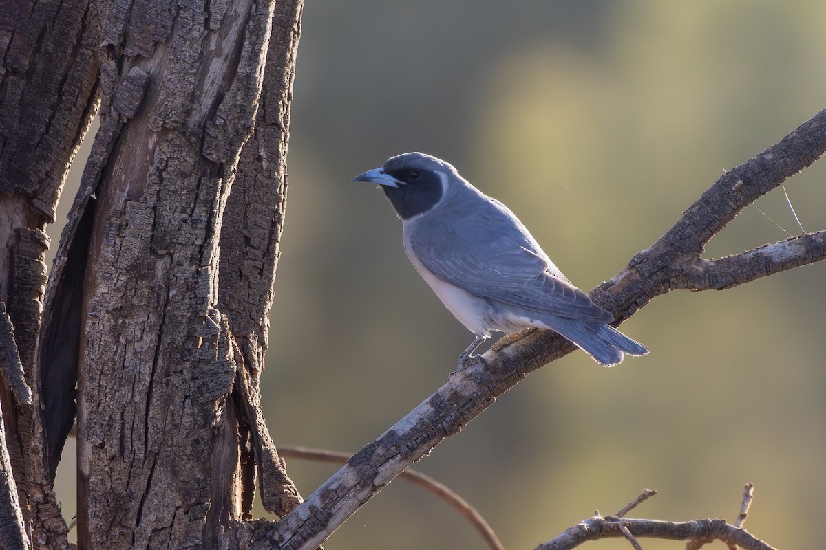 Masked Woodswallow - ML642807544