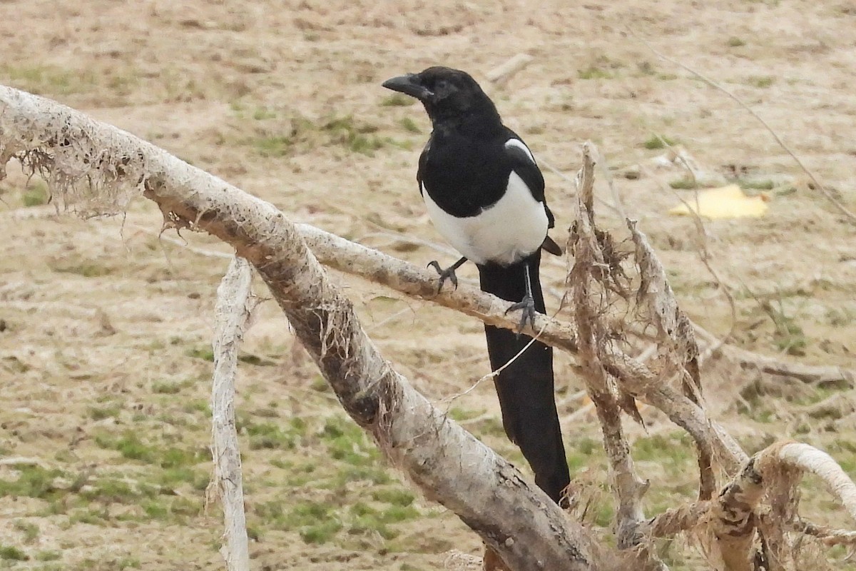 Black-billed Magpie - ML642807549