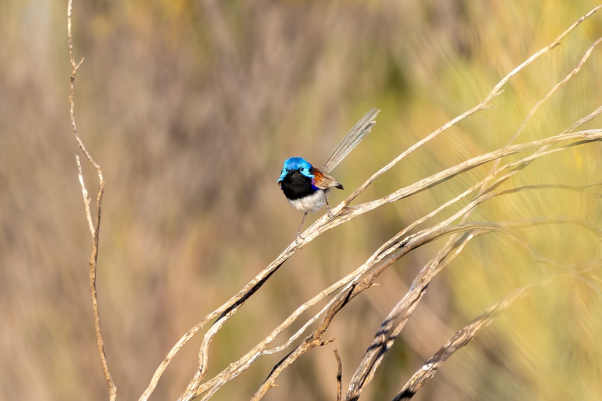 Purple-backed Fairywren (Purple-backed) - ML642807550