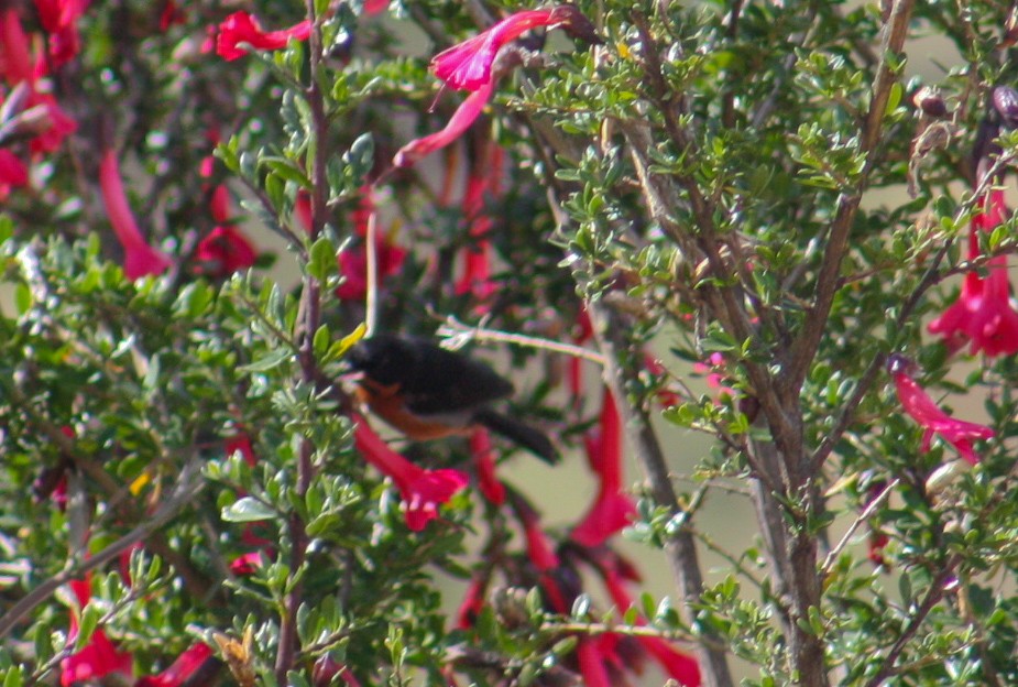 Black-throated Flowerpiercer - ML642807551