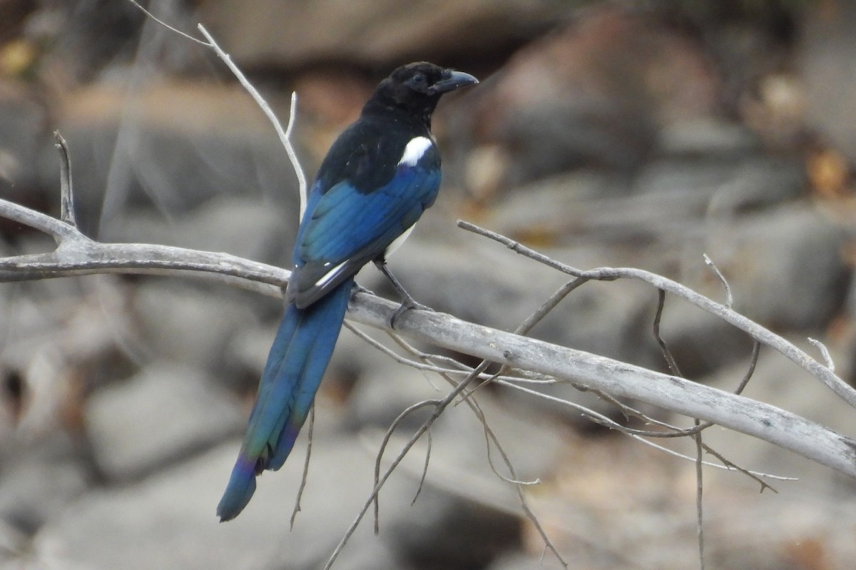 Black-billed Magpie - ML642807552