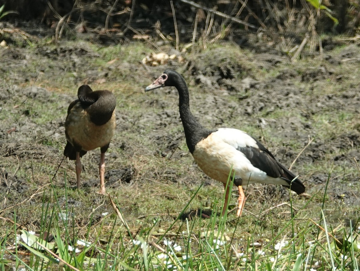 Magpie Goose - ML642807554