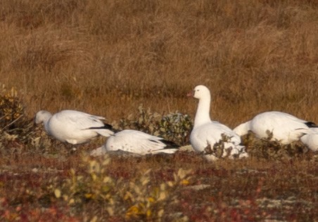 Ross's Goose - ML642807557