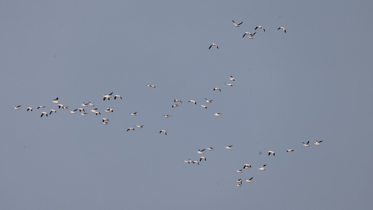 Ross's Goose - ML642807559