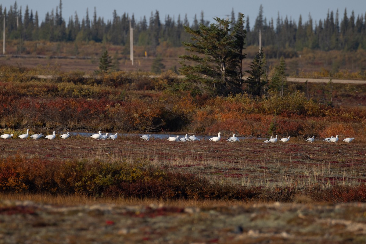 Ross's Goose - ML642807560