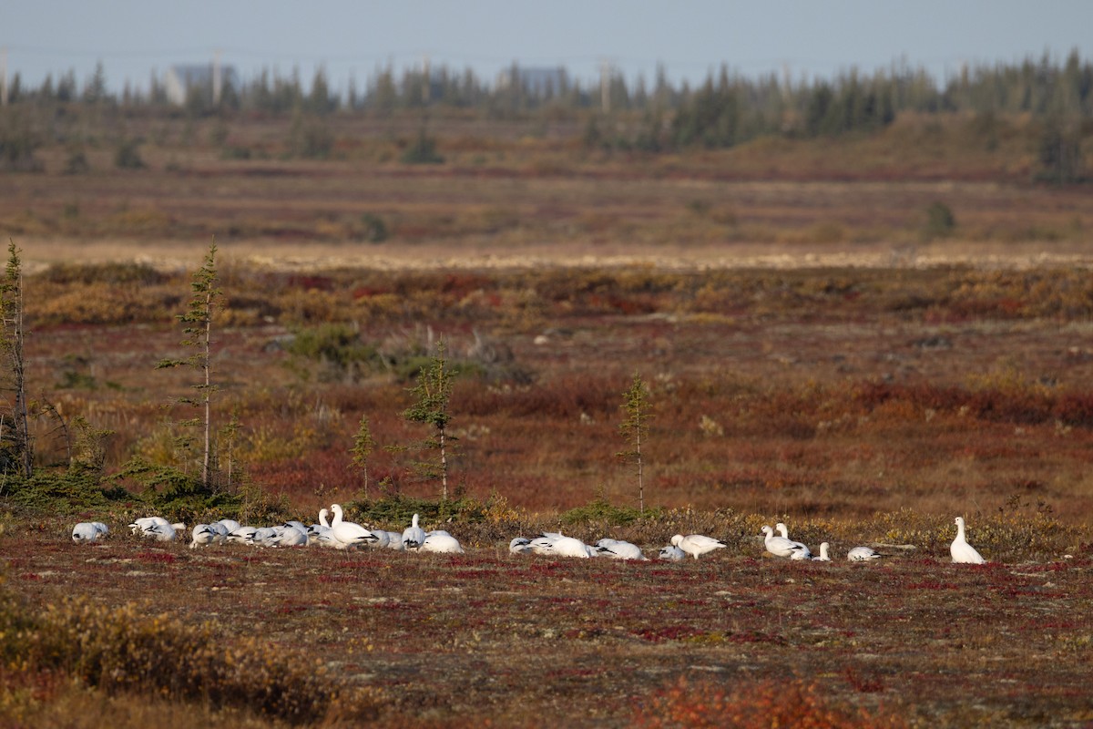 Ross's Goose - ML642807561
