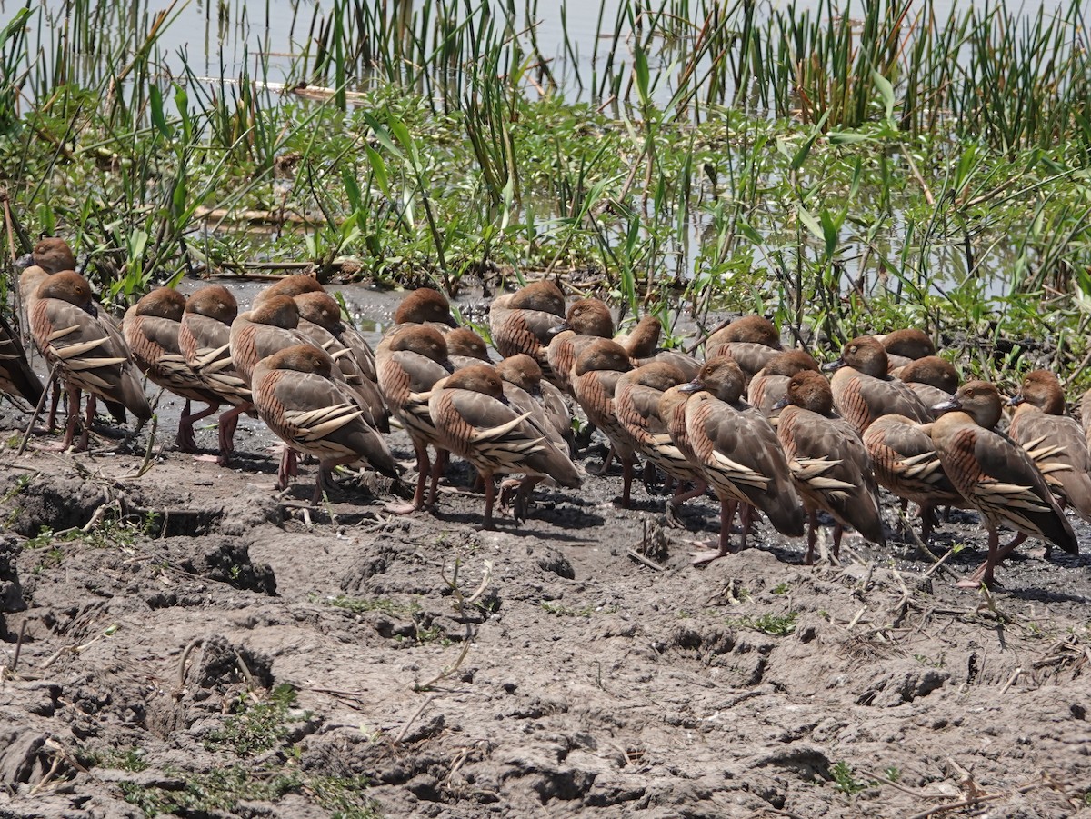 Plumed Whistling-Duck - ML642807565