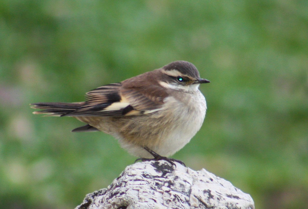 Cream-winged Cinclodes - ML642807571