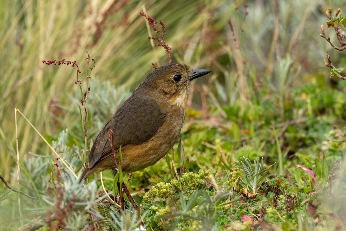 Tawny Antpitta - ML642807573