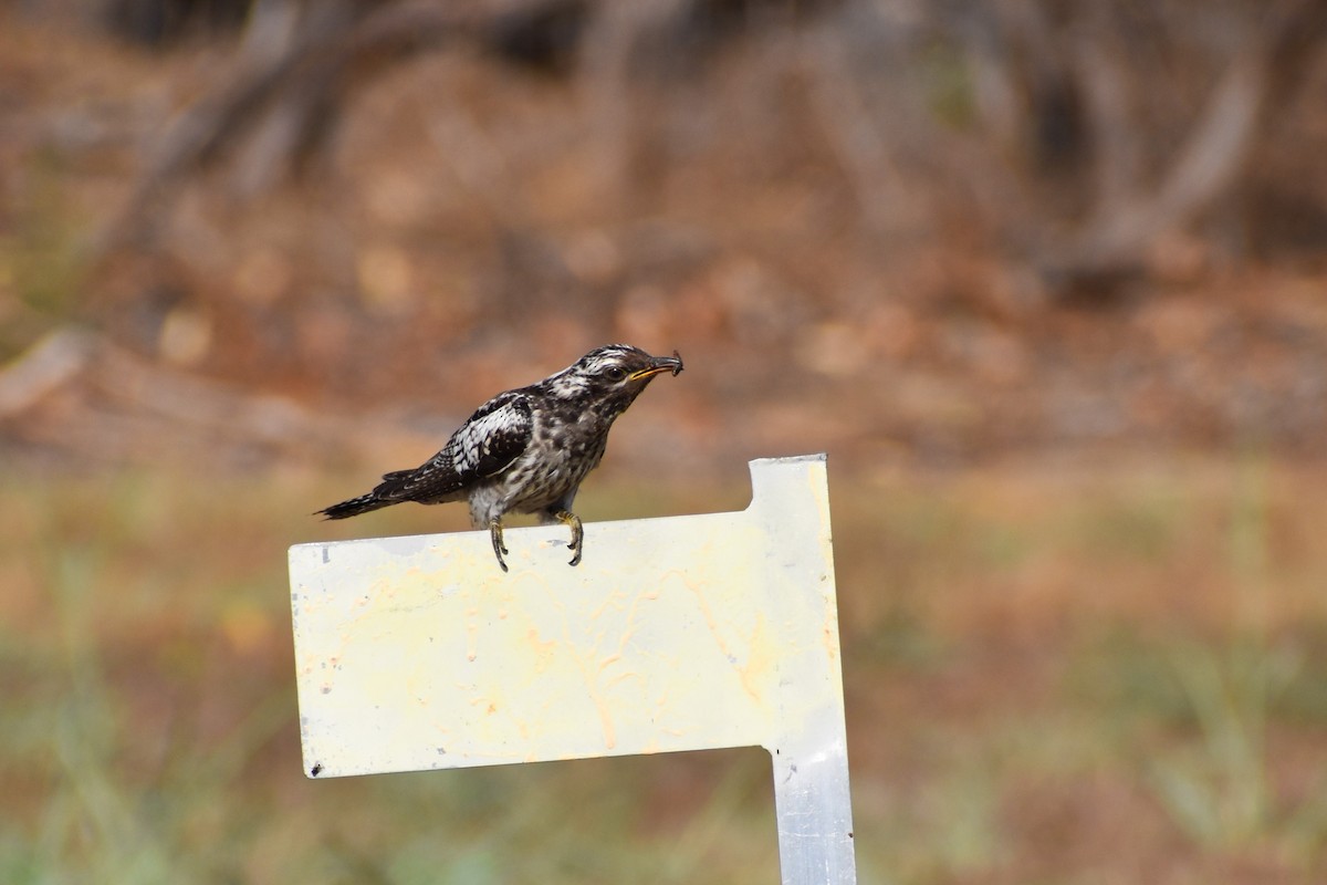 Pallid Cuckoo - ML642807579