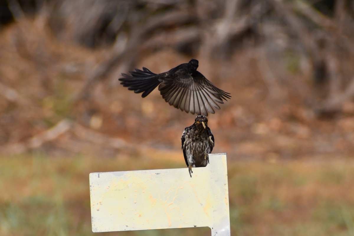 Pallid Cuckoo - ML642807580