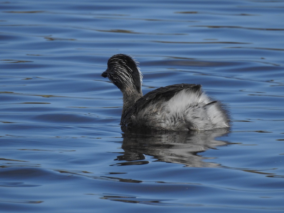 Hoary-headed Grebe - ML642807584