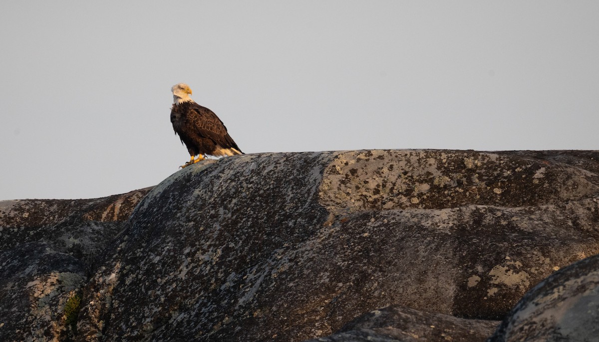Bald Eagle - ML642807589