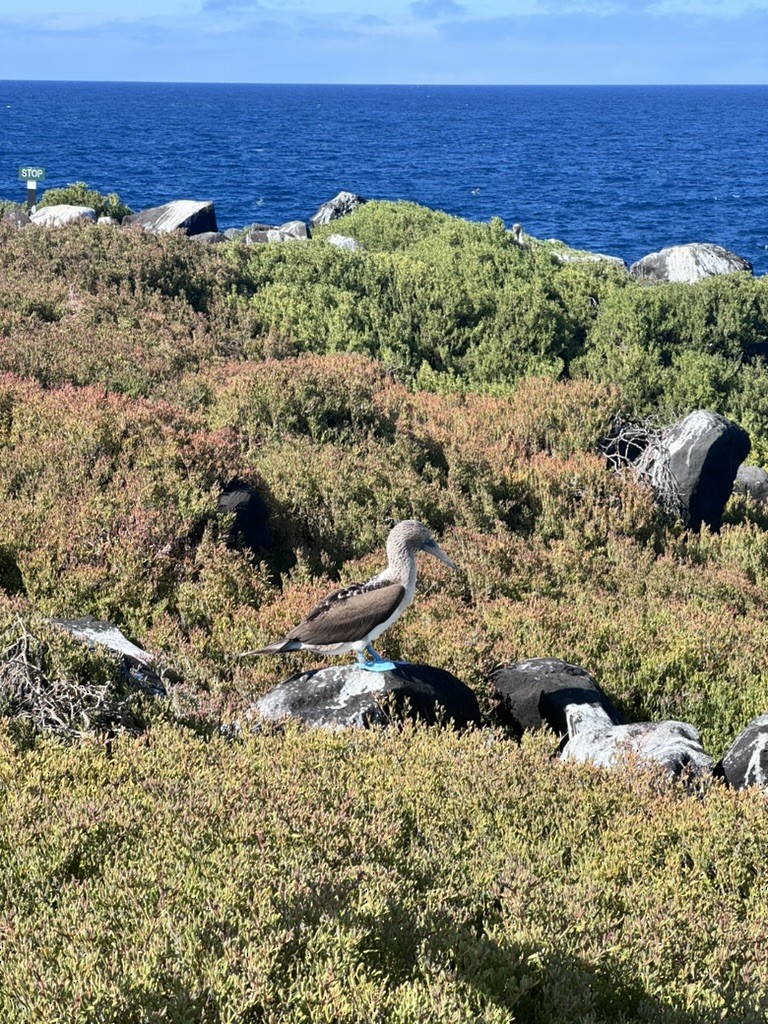 Blue-footed Booby - ML642807595