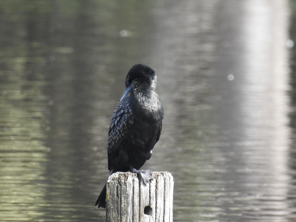 Little Black Cormorant - ML642807596