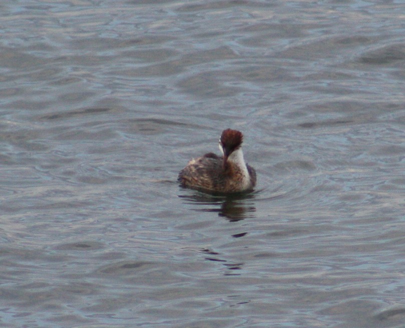 Titicaca Grebe - ML642807597