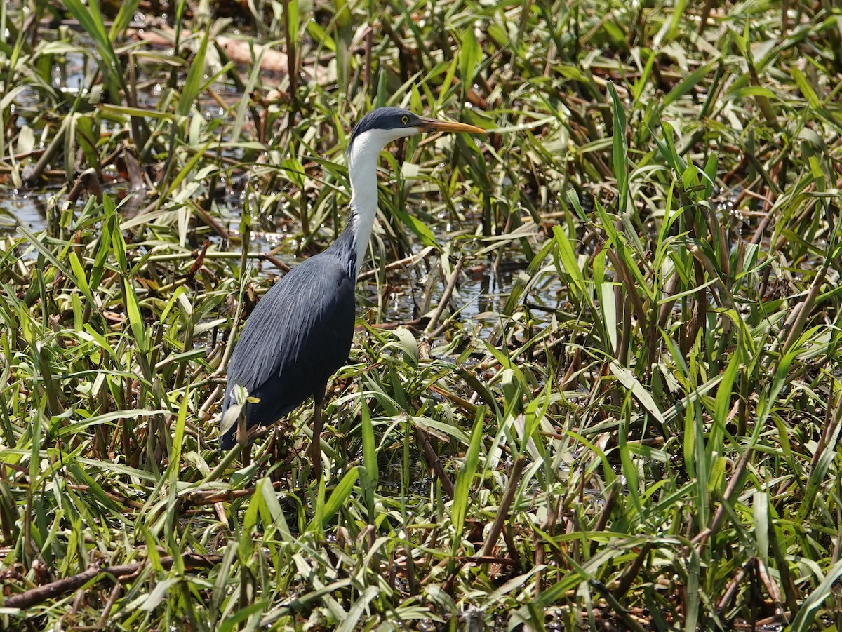 Pied Heron - ML642807599