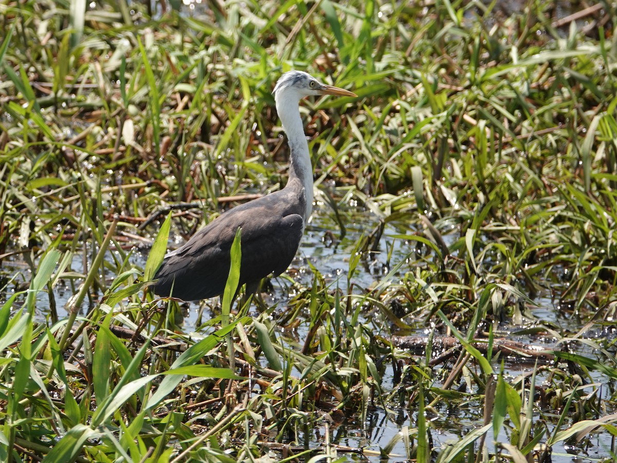 Pied Heron - ML642807600