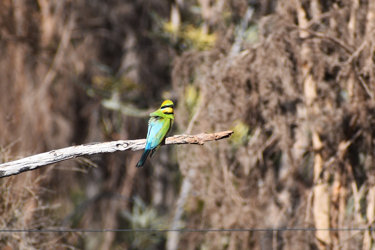 Rainbow Bee-eater - ML642807607