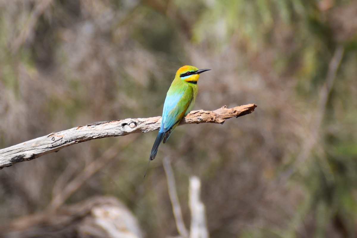 Rainbow Bee-eater - ML642807608