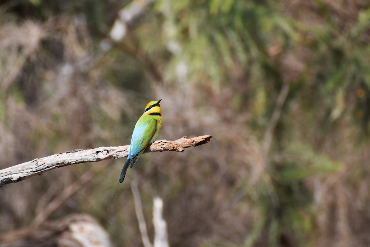 Rainbow Bee-eater - ML642807611