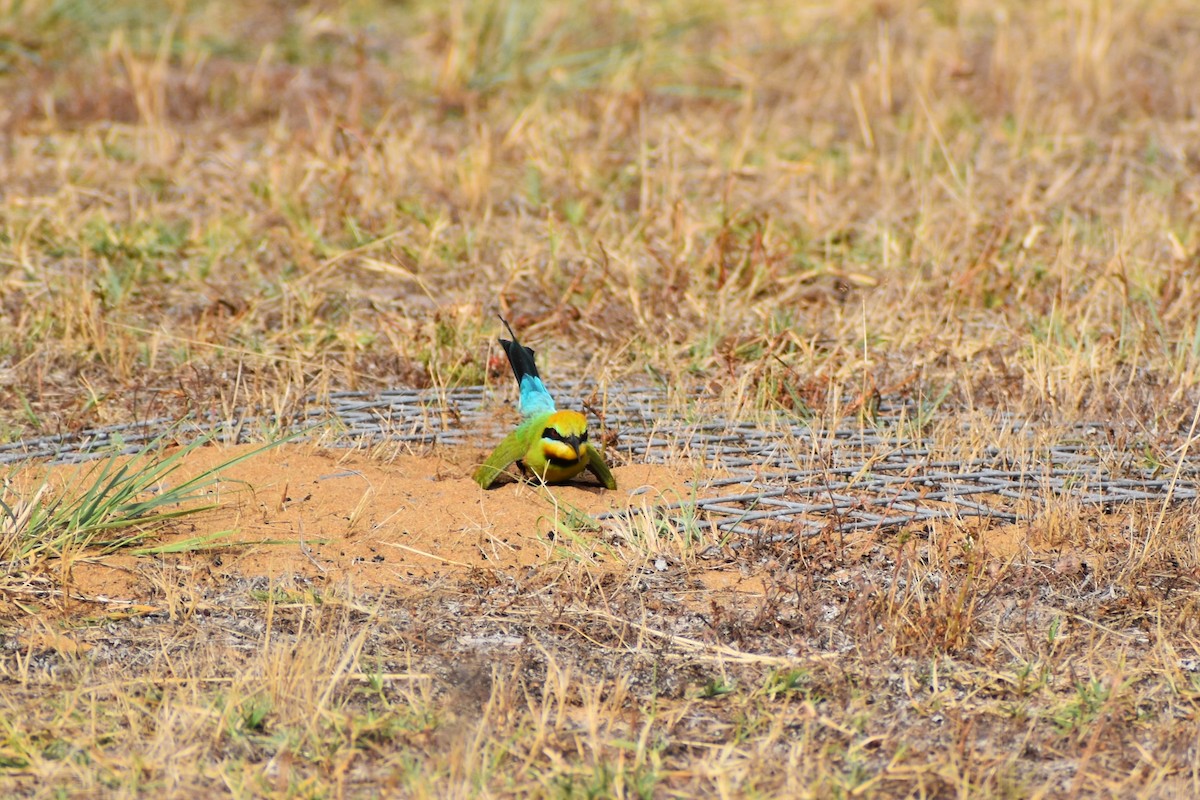 Rainbow Bee-eater - ML642807612