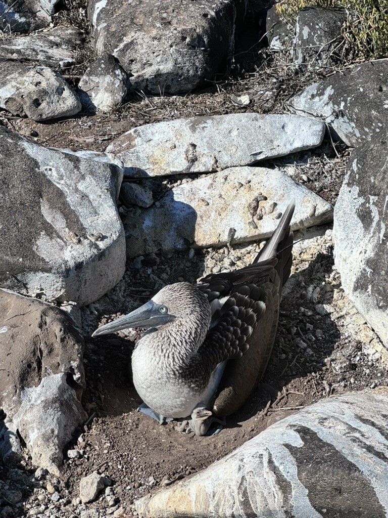 Blue-footed Booby - ML642807613
