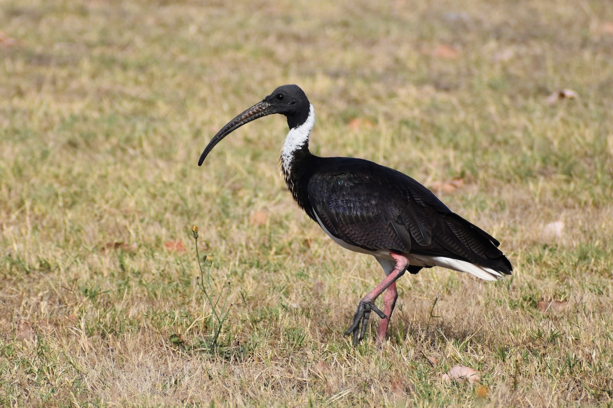 Straw-necked Ibis - ML642807622
